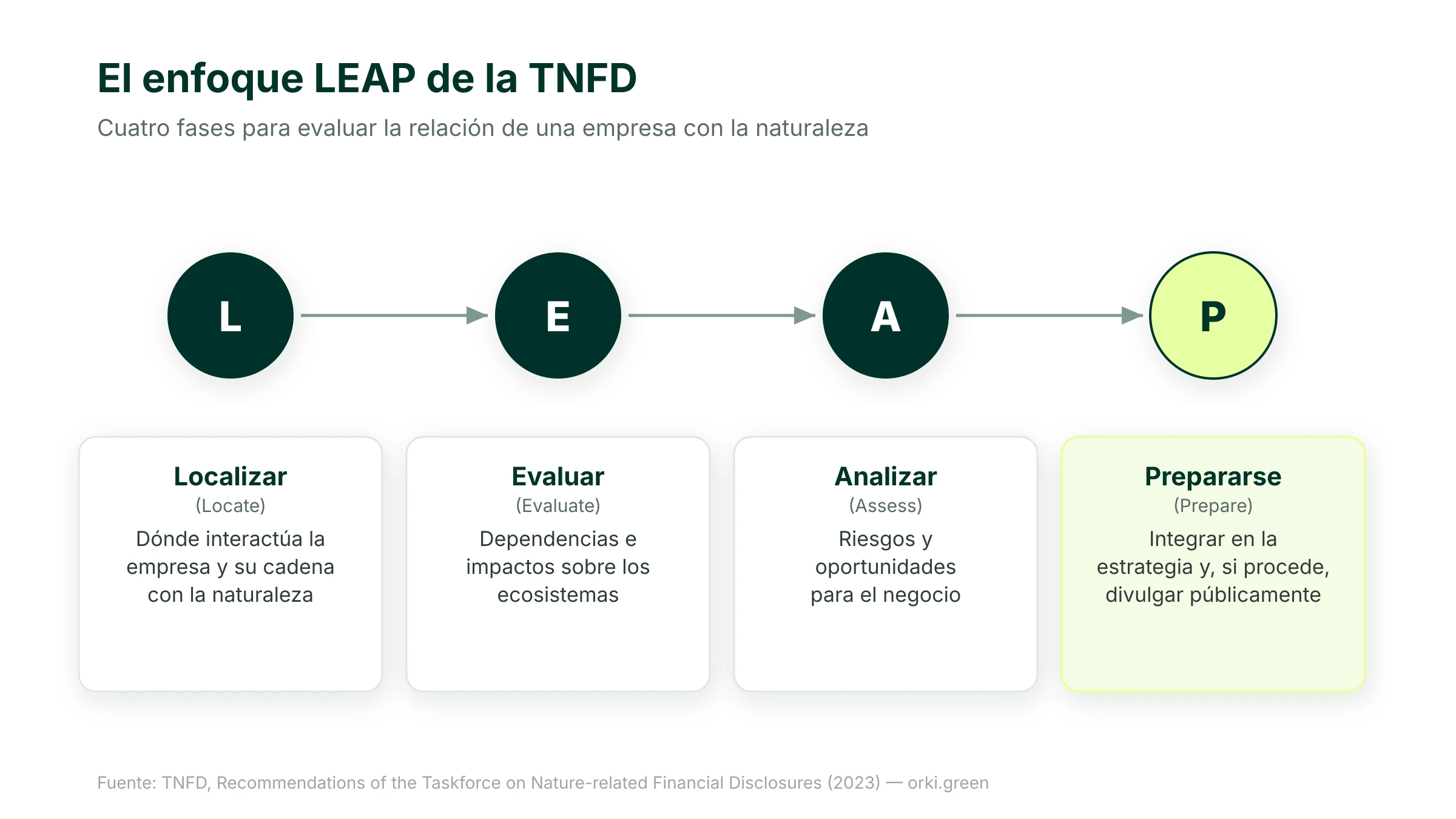 El enfoque LEAP de la TNFD en cuatro fases: Localizar, Evaluar, Analizar y Prepararse, para evaluar la relación de una empresa con la naturaleza